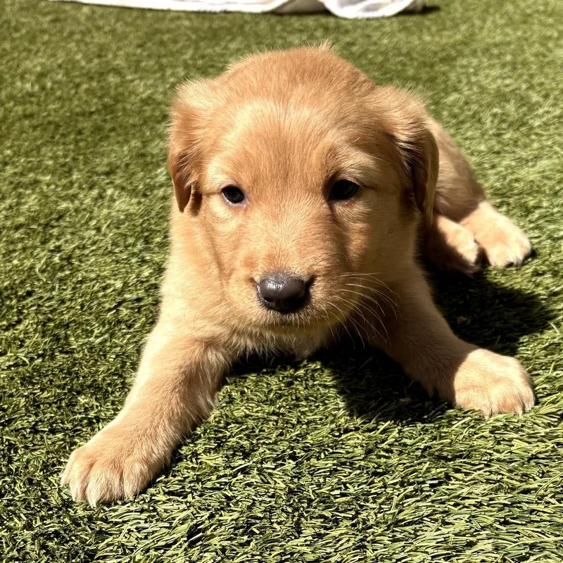 A baby medium-sized female Yellow / Tan / Blond / Fawn Mixed Breed dog named Virginia for adoption in LOXAHATCHEE, FL