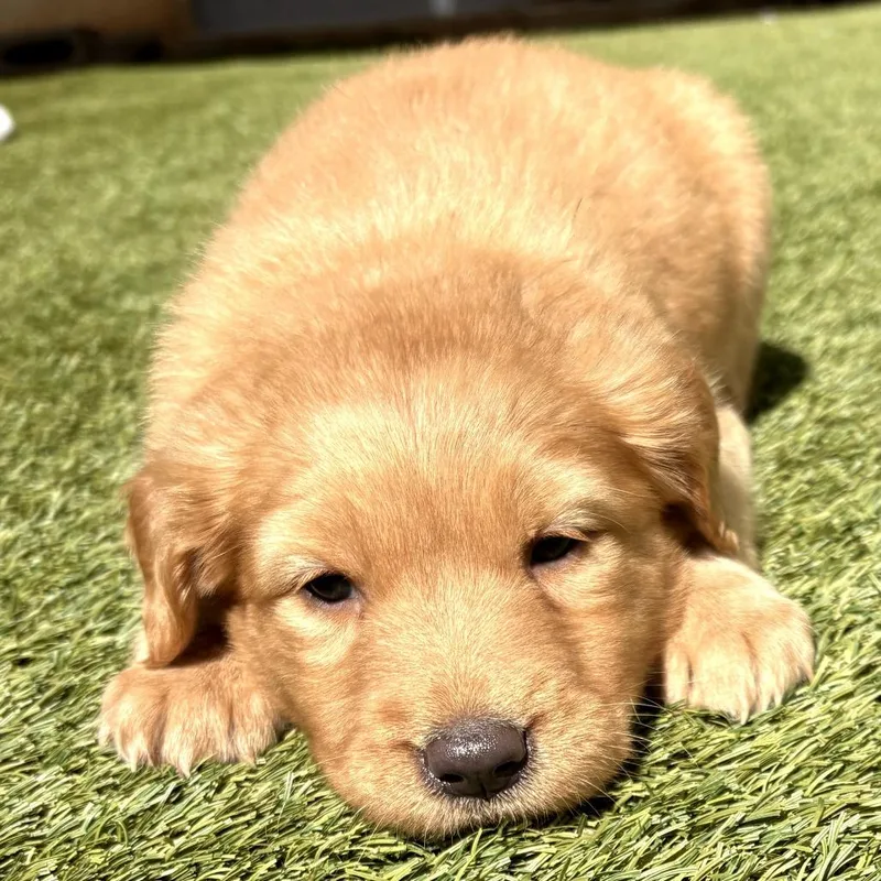 Virginia thumbnail 2