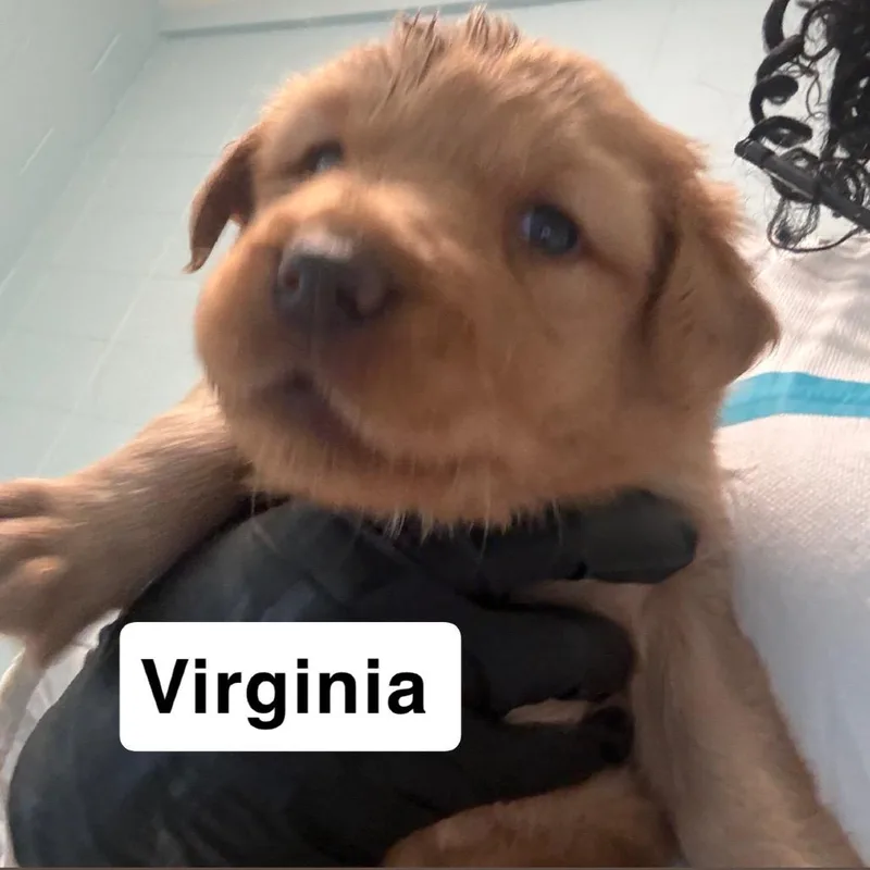 Virginia thumbnail 3