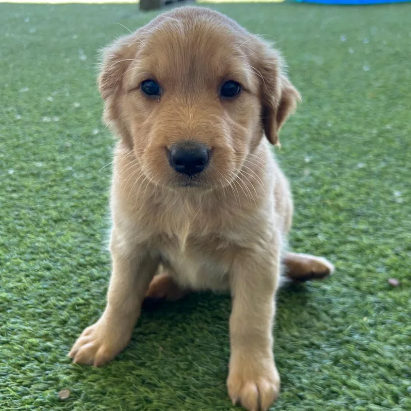 Virginia thumbnail 4