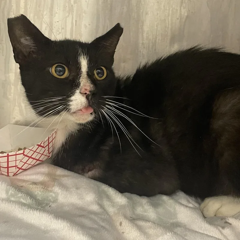 An adult large-sized male Black Domestic Short Hair cat named Tucs for adoption in Dickinson, TX