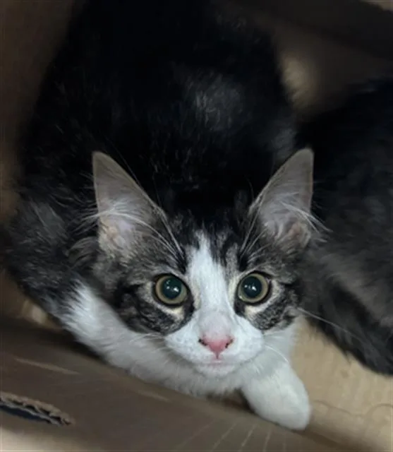 A baby medium-sized female Domestic Short Hair cat named Hazel for adoption in Dallas, TX