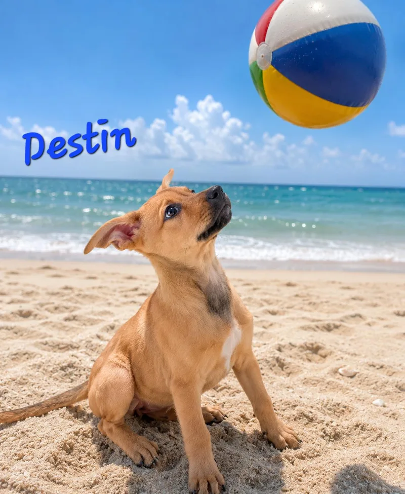 Destin thumbnail 3