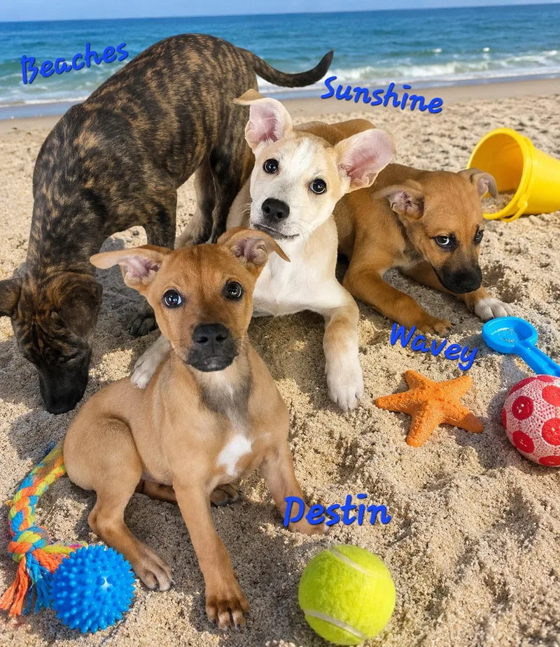 Destin thumbnail 4