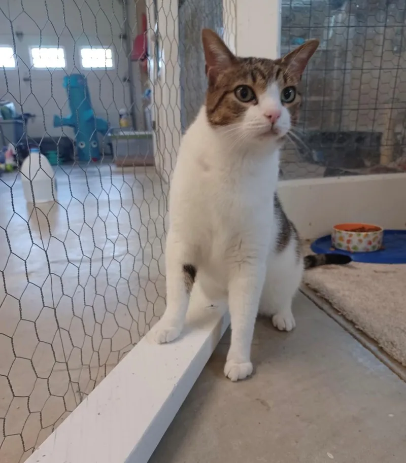 An adult medium-sized male White Domestic Short Hair cat named Shade for adoption in Walworth, WI