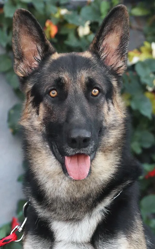 A young large-sized male Black German Shepherd Dog named Wilford von Wolf for adoption in Los Angeles, CA