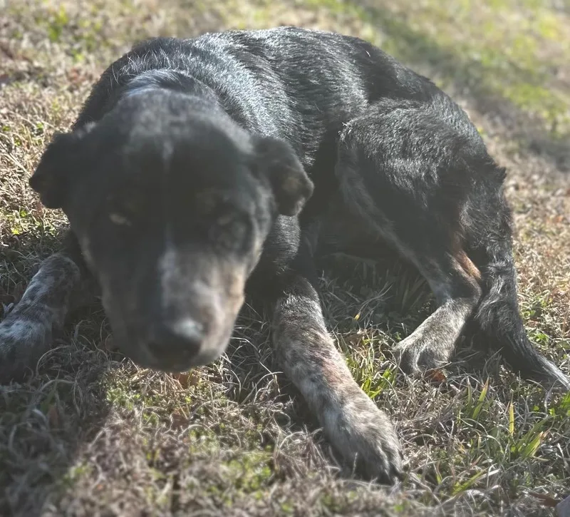 A young medium-sized male Mixed Breed dog named Charlie for adoption in Rome, GA