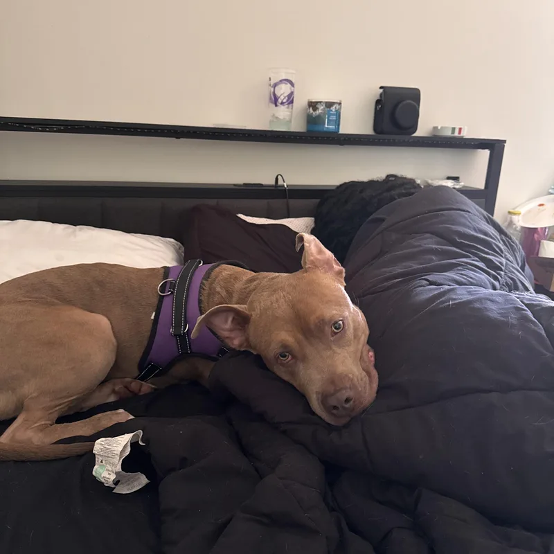 An adult large-sized male Pit Bull Terrier dog named Canton for adoption in atlanta, GA