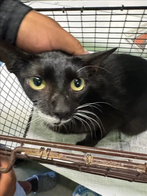 An adult medium-sized female Domestic Short Hair cat named Rosa for adoption in Los Angeles, CA
