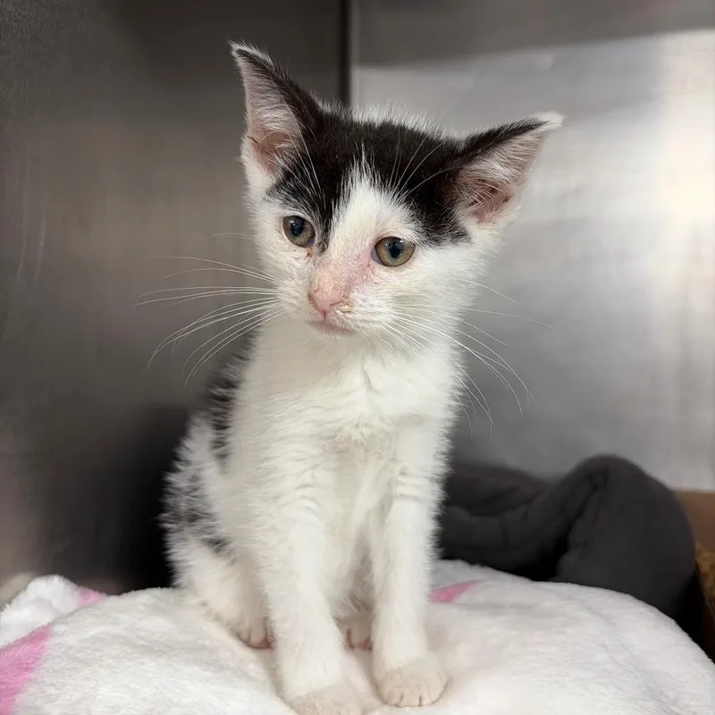 A baby small-sized female Black Domestic Short Hair cat named Love for adoption in Newark, NJ