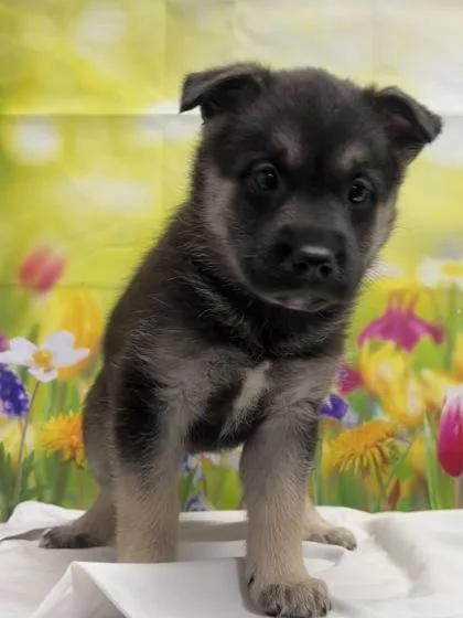 A baby medium-sized female Shepherd dog named Melody for adoption in San Antonio, TX
