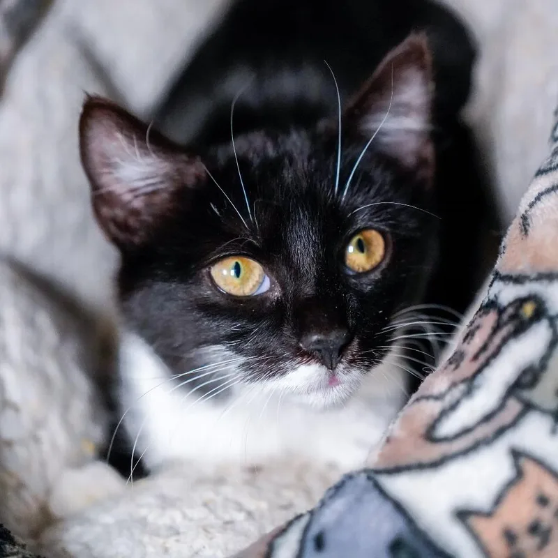 A young medium-sized female Black Domestic Short Hair cat named Jinx for adoption in Thomaston, ME