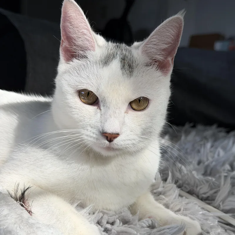 A young medium-sized male Domestic Short Hair cat named Marshmallow for adoption in Norwalk, CT