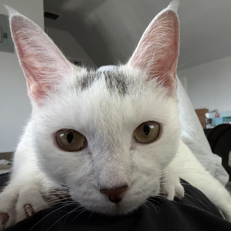 Marshmallow thumbnail 4