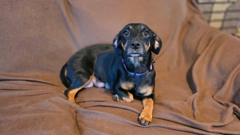 An adult medium-sized female Brown / Chocolate Dachshund dog named Miley for adoption in Scranton, PA