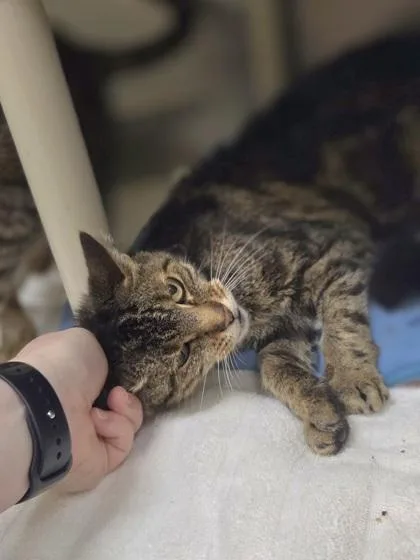 A senior medium-sized female Domestic Short Hair cat named Mayfly for adoption in Westland, MI