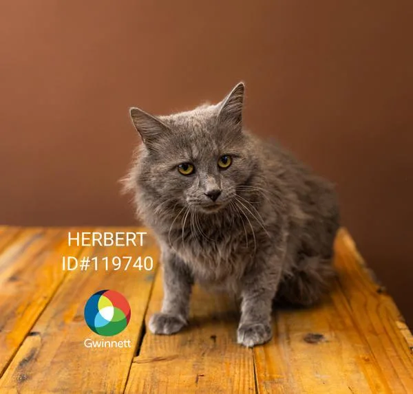 An adult large-sized male Domestic Medium Hair cat named If Herbert for adoption in Lawrenceville, GA