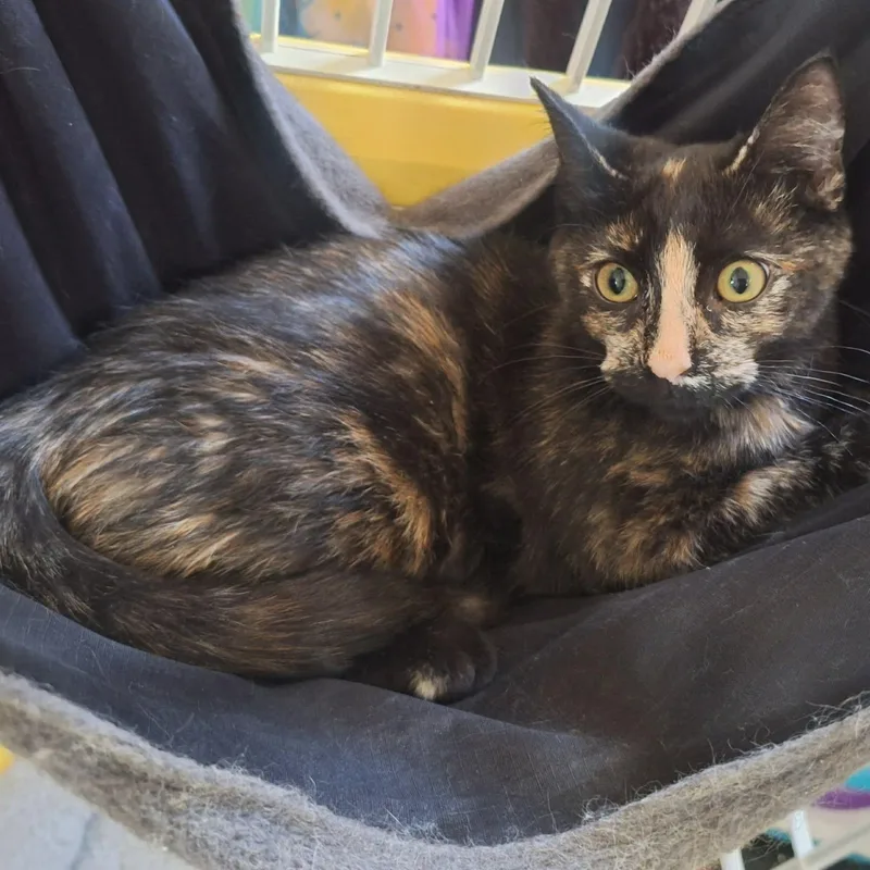 A baby small-sized female Tortoiseshell Domestic Short Hair cat named Snickers for adoption in Bellmawr, NJ