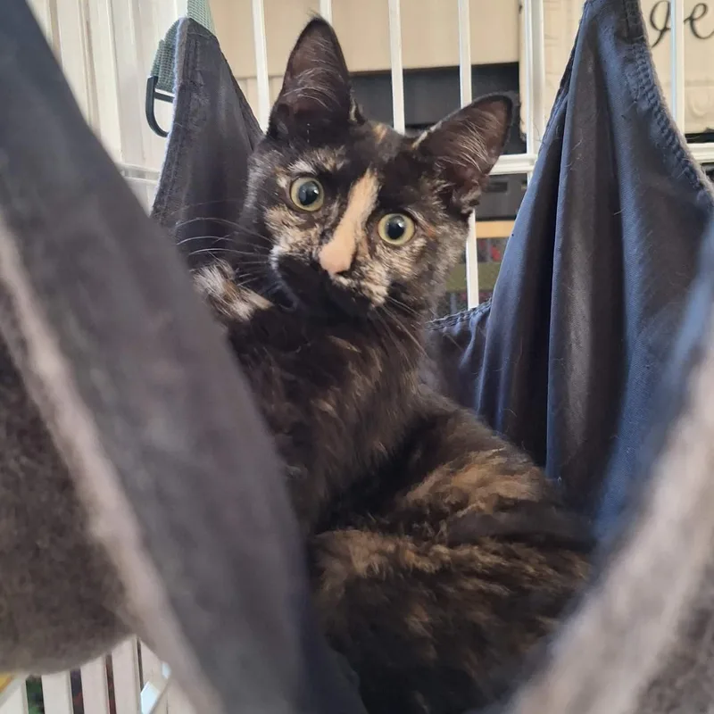 Snickers thumbnail 2