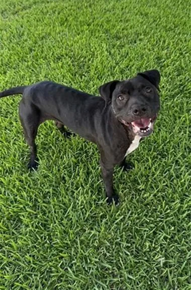 An adult medium-sized female Mixed Breed dog named Cleo for adoption in Jacksonville, FL