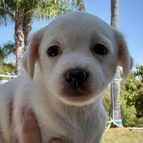 A baby small-sized female White / Cream Maltese dog named Bo Peep for adoption in Torrance, CA
