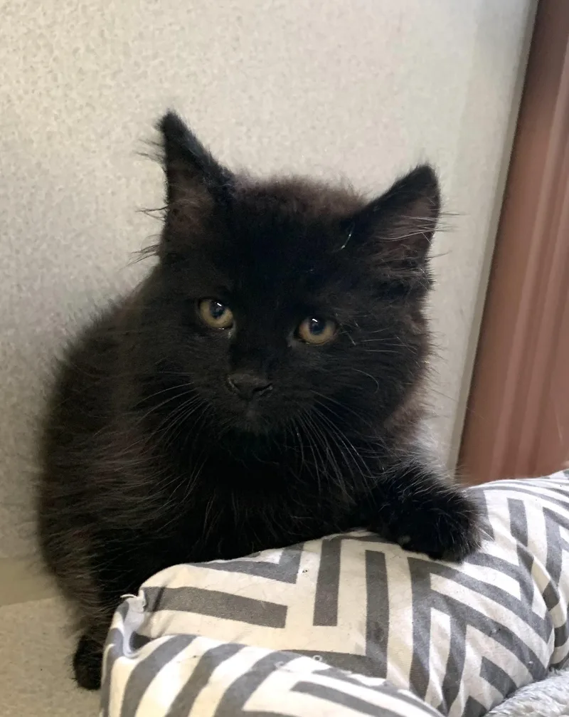A baby medium-sized male Black Domestic Medium Hair cat named Espresso for adoption in Massena, NY