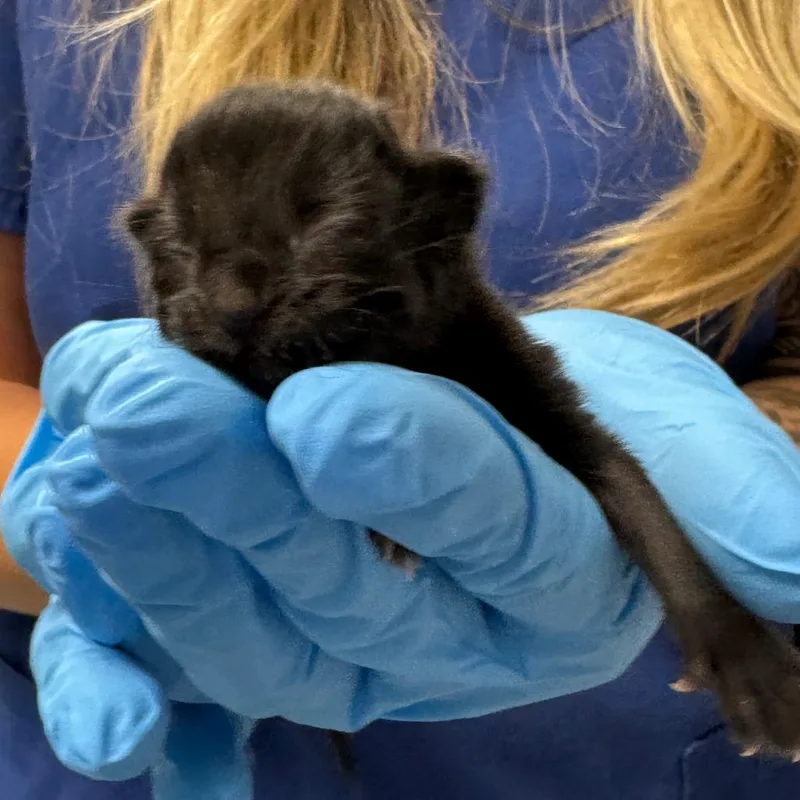 A baby small-sized female Black Domestic Short Hair cat named Candace for adoption in Greenville, SC
