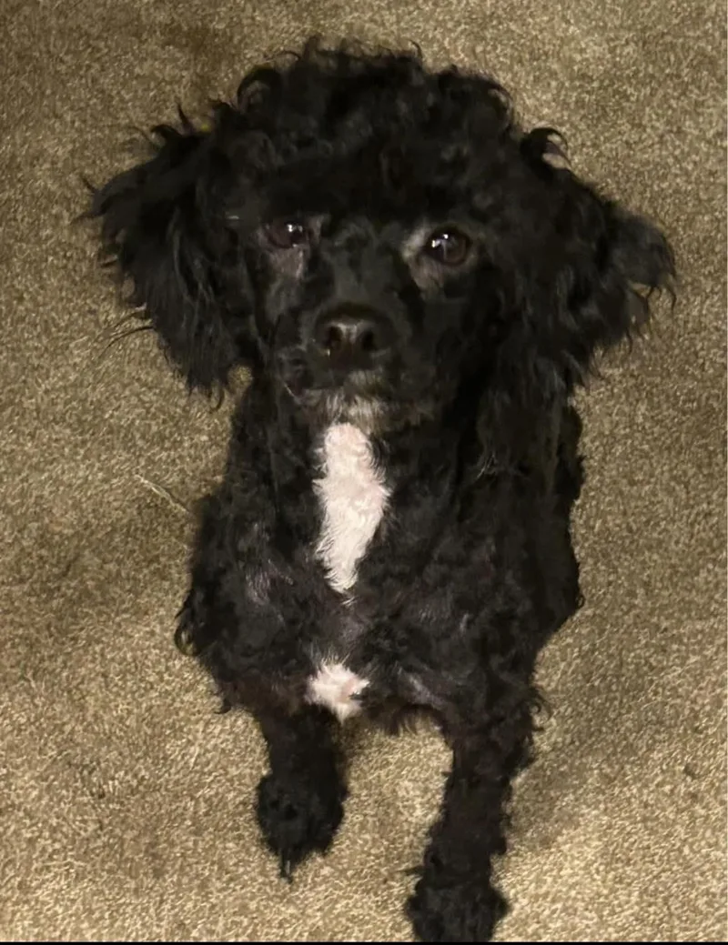 A young small-sized male Black Miniature Poodle dog named Zane for adoption in Rogersville, TN