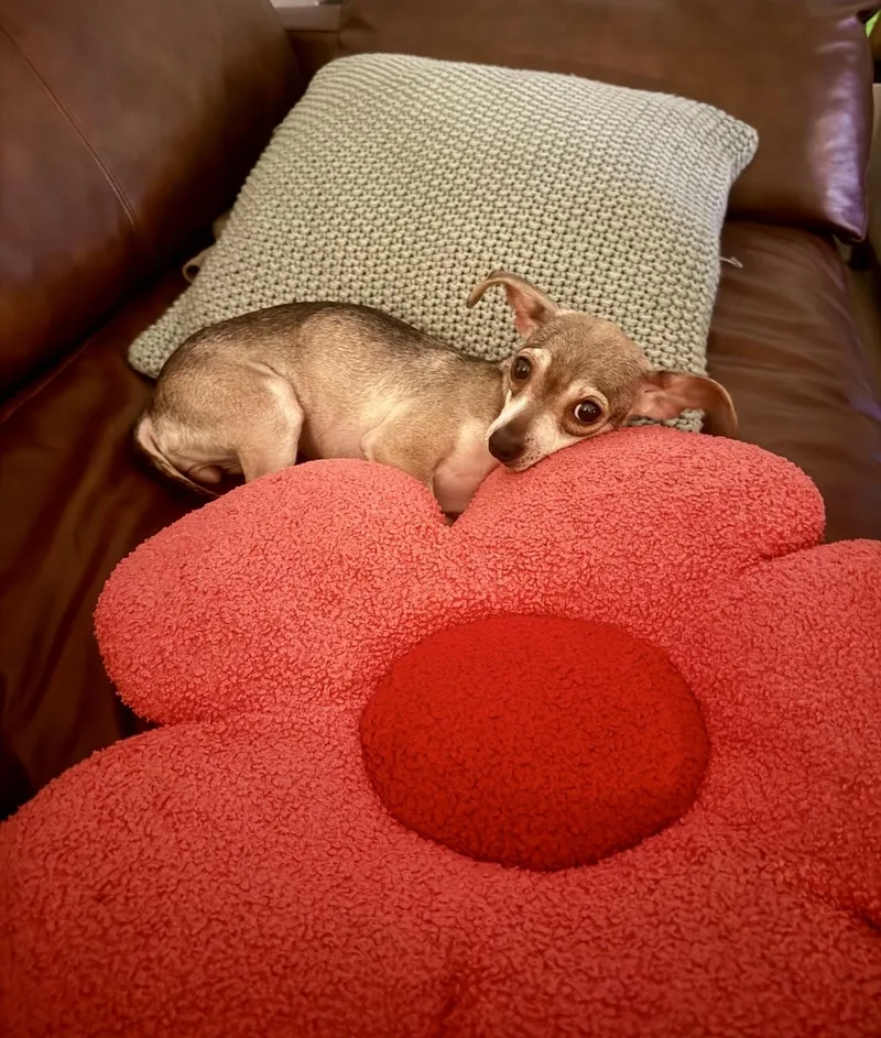 A young small-sized female Chihuahua dog named Pearl for adoption in Dripping Springs, TX
