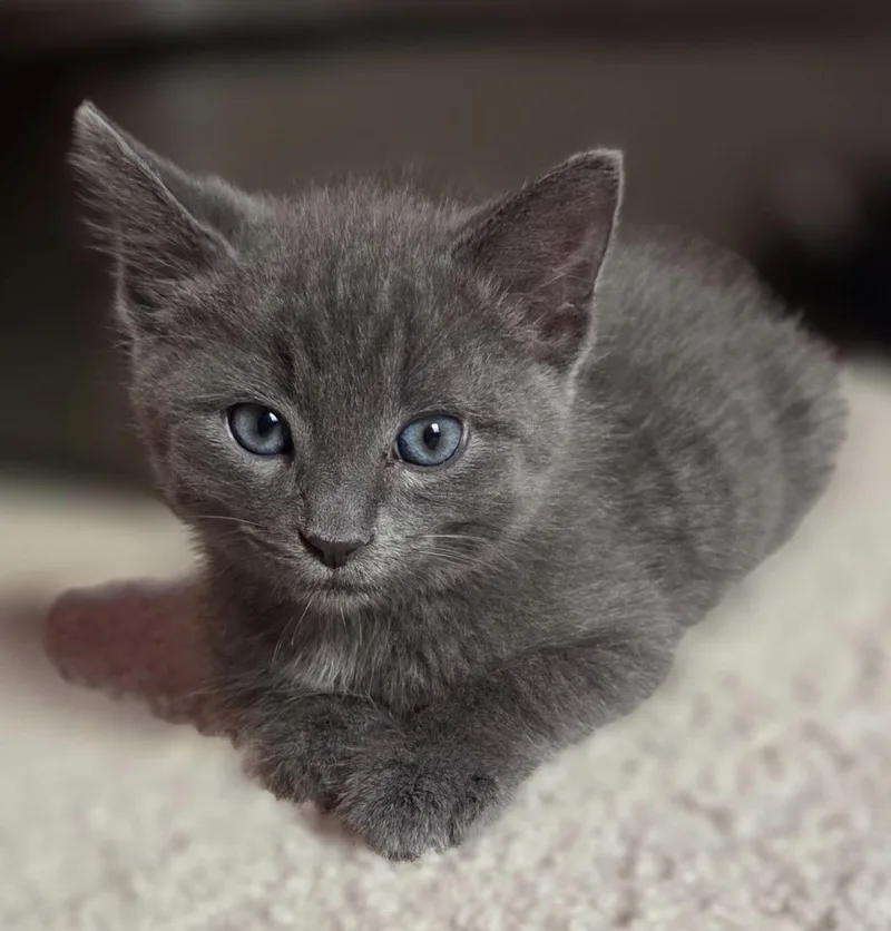 A baby small-sized male Gray / Blue / Silver Domestic Short Hair cat named Brendan for adoption in Maineville, OH