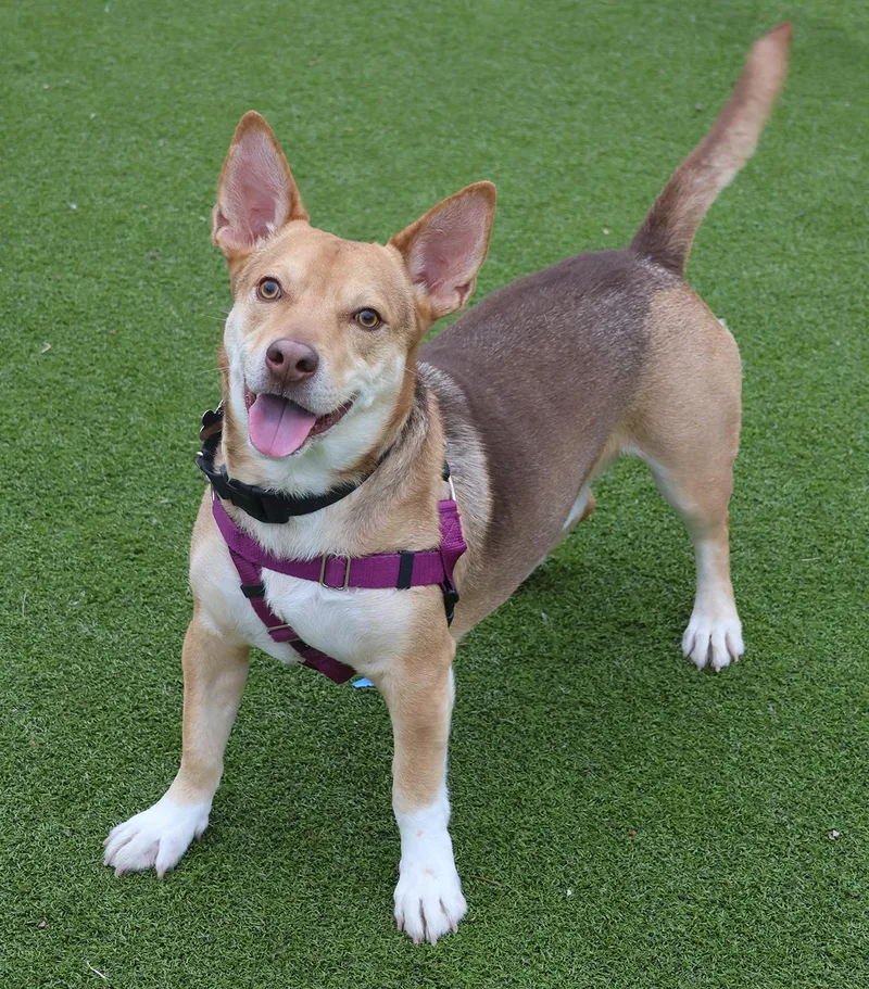 A young medium-sized male Apricot / Beige Corgi dog named Chico for adoption in Harrison, NY