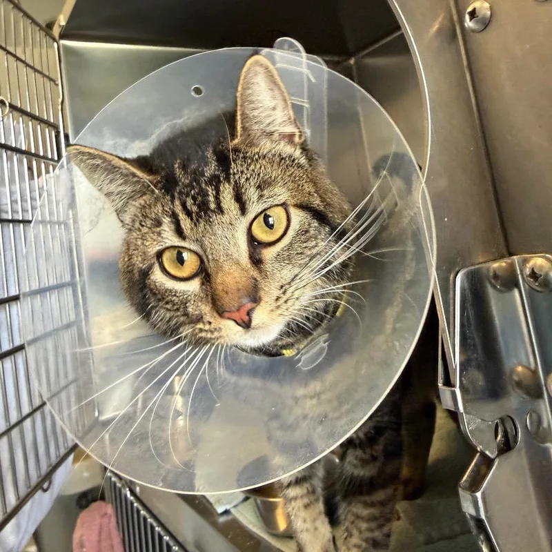 Tanka Jahari thumbnail 2