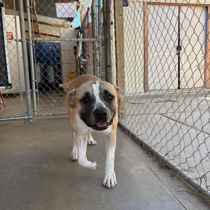 An adult medium-sized male Apricot / Beige American Staffordshire Terrier dog named Sid for adoption in Joshua Tree, CA
