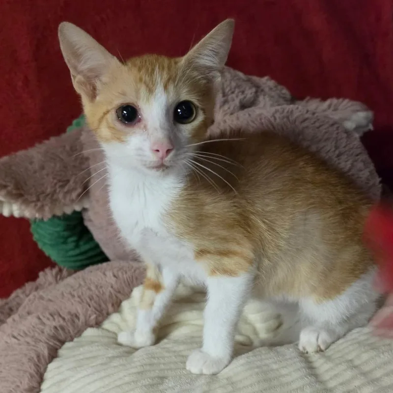 A baby medium-sized female Orange & White Domestic Short Hair cat named Austin for adoption in Graham, WA