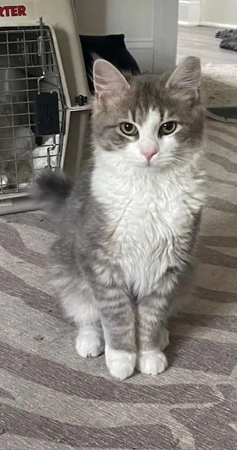 A baby medium-sized male Gray & White Domestic Medium Hair cat named Smokey for adoption in Sanford, NC