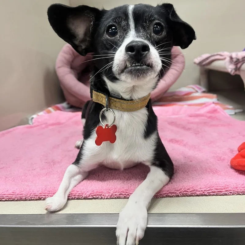 An adult small-sized male Chihuahua dog named Bagel for adoption in Las Vegas, NV
