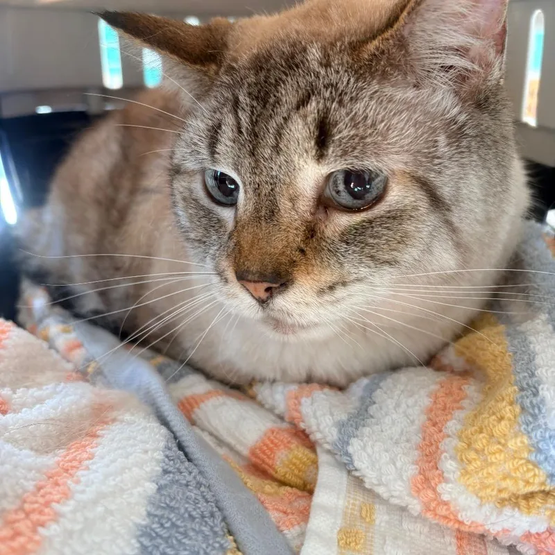 A senior medium-sized male Gray / Blue / Silver Siamese cat named Bastian for adoption in Clearwater, FL
