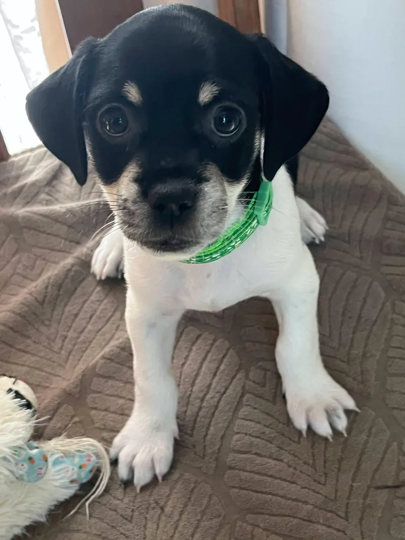 A baby small-sized male Tricolor (Brown, Black, & White) Chihuahua dog named Oreo for adoption in Denver, NC