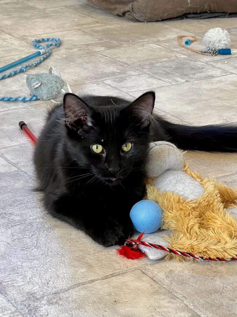 A baby medium-sized female Black Turkish Angora cat named Coco for adoption in Delta, CO