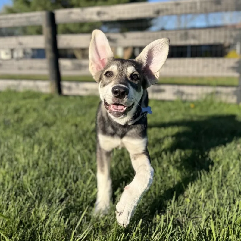 A baby large-sized female Black Great Pyrenees dog named Persephone for adoption in La Grange, KY
