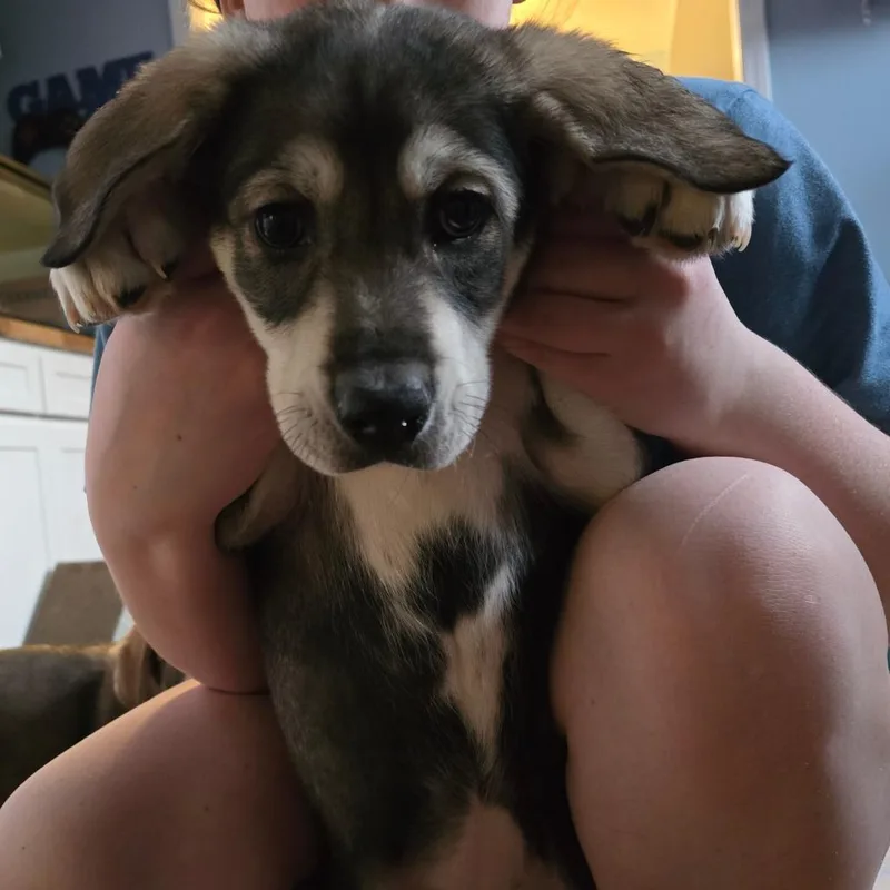 Persephone thumbnail 2