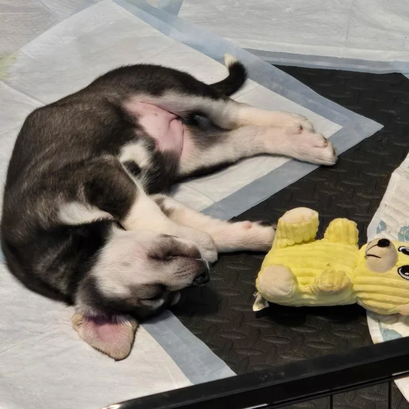 Persephone thumbnail 3