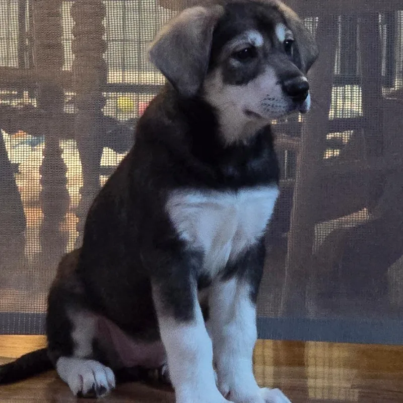 Persephone thumbnail 4