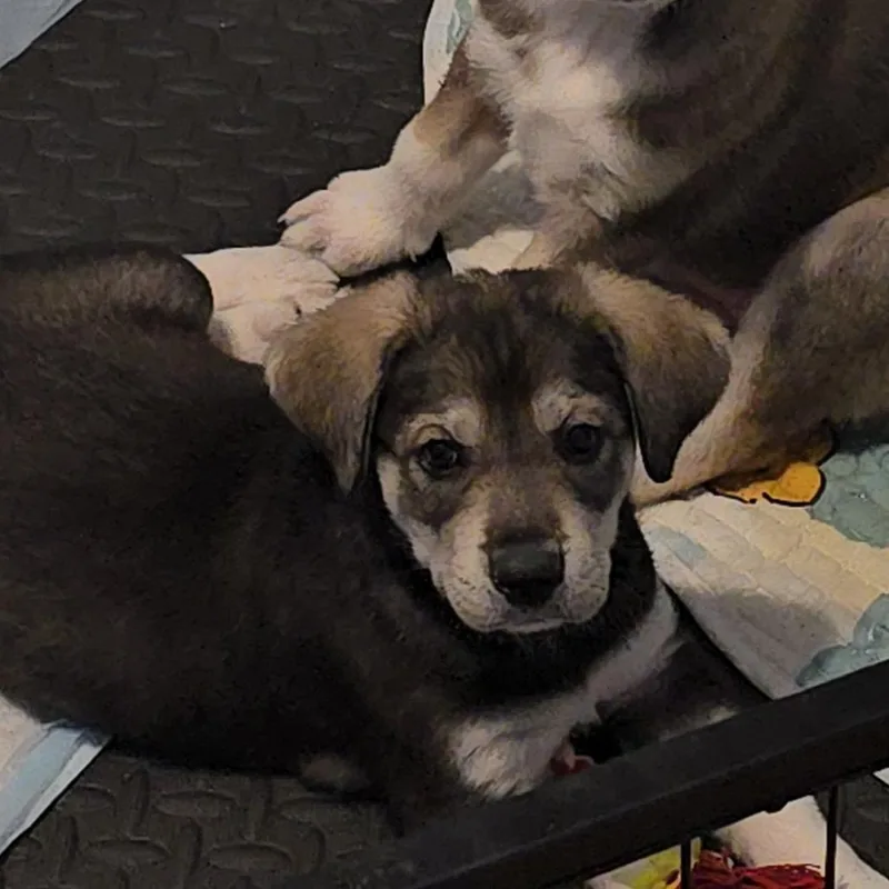 Persephone thumbnail 5