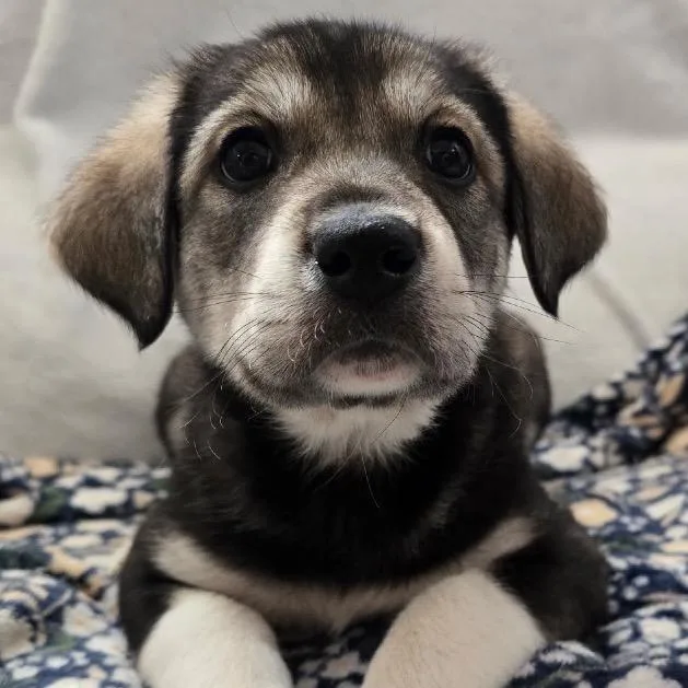 Persephone thumbnail 6