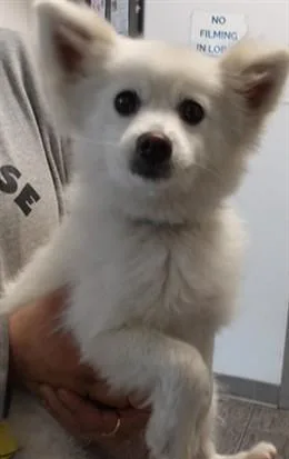 A young small-sized female Pomeranian dog named Chiqui for adoption in Los Angeles, CA