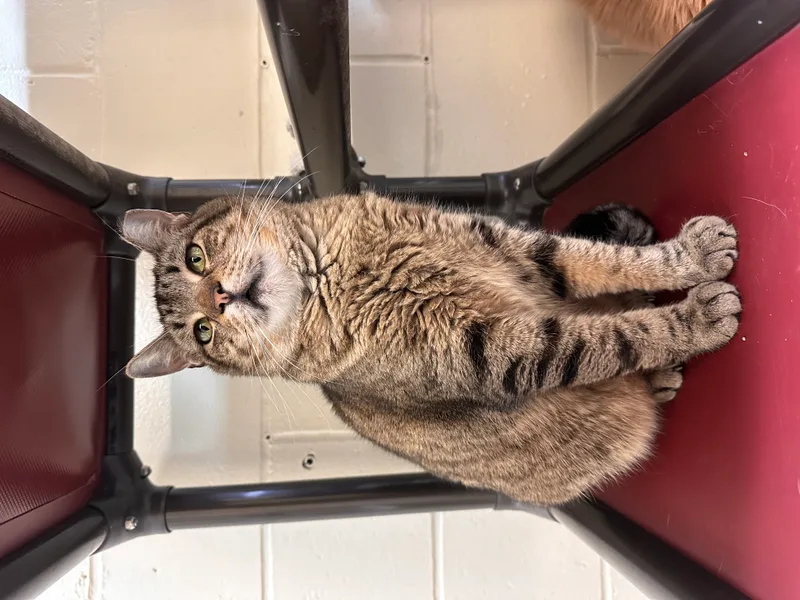 An adult medium-sized female Tabby (Buff / Tan / Fawn) Domestic Short Hair cat named Pepper for adoption in East Northport, NY