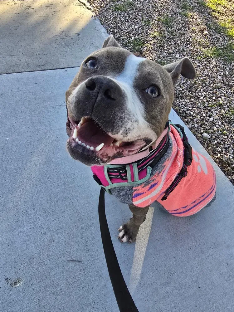 A young medium-sized female Gray / Blue / Silver Pit Bull Terrier dog named Drama K Aquatics for adoption in Las Vegas, NV