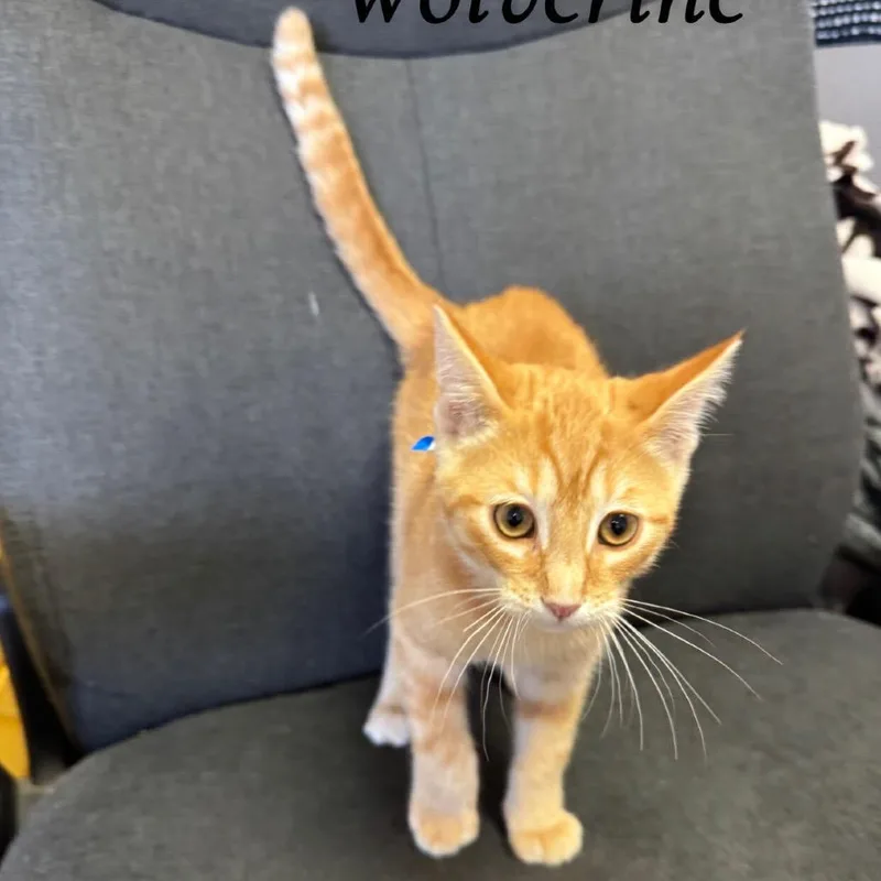 A baby small-sized male Orange / Red Domestic Short Hair cat named Wolverine for adoption in Buffalo, MN