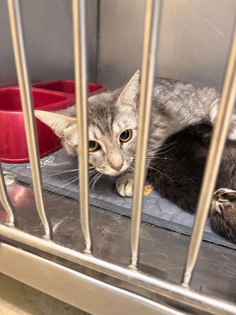 A young large-sized female Domestic Short Hair cat named Ember for adoption in Rensselaer, IN